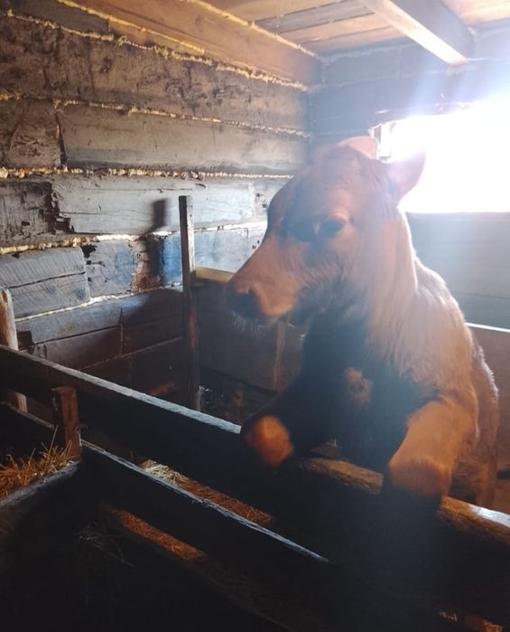 Продам тёлочку , два месяца