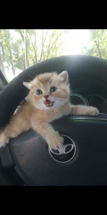 Продаются котята