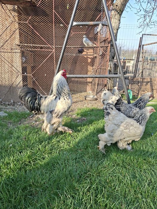 Brahma herminat deschis