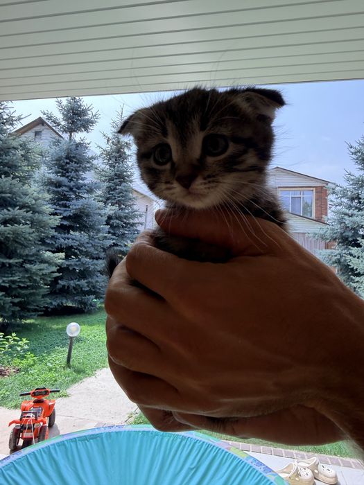 Котята беслатно, 2 месяца