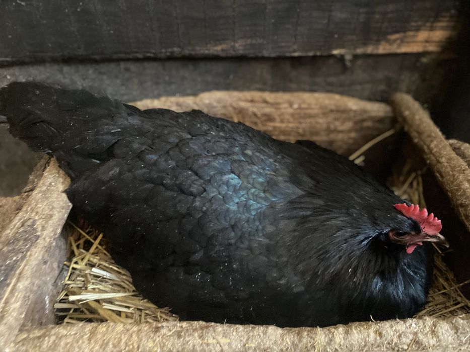 Ouă pentru incubat din rasele : Padaoană și Australorp .