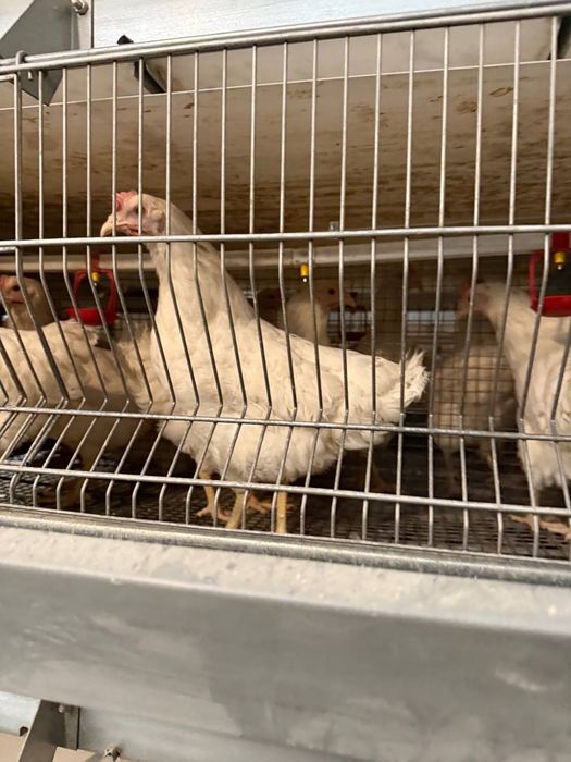 120 кунлик тугишни бошлаган жужалари сотилади