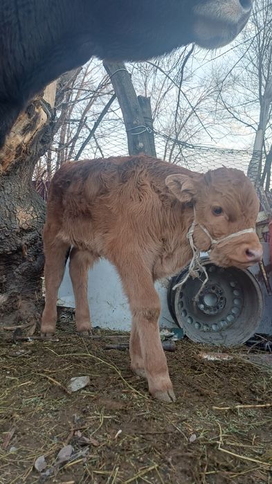 Продаётся карову