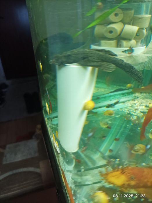 Взрослый самец сомика L-393 Madre De Dios