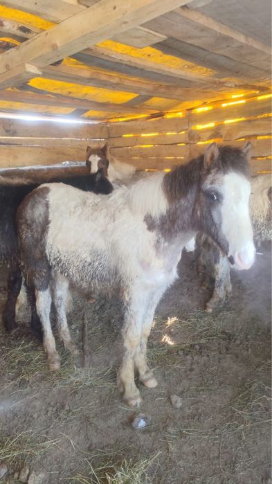 Продам жабагы откормленные