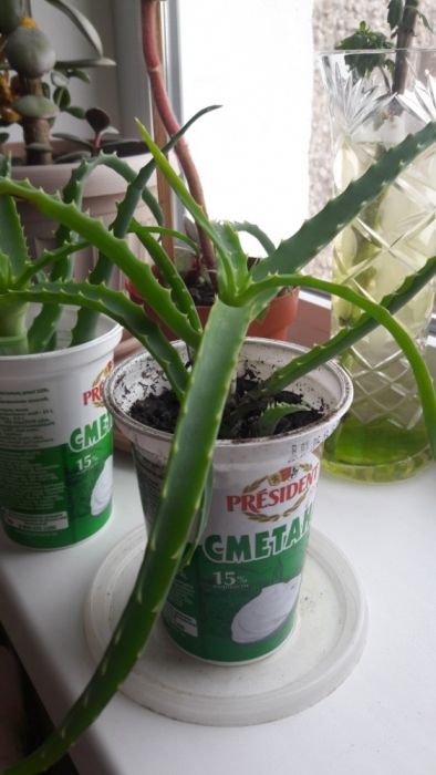 Цветок - Алоэ— укорененный.