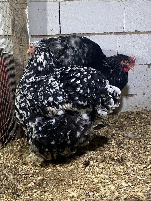 Кохинхин кохинхин