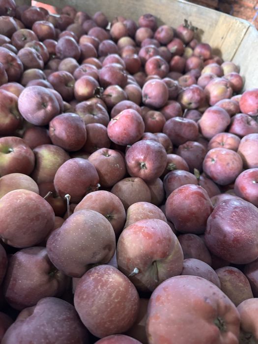 Mere de vânzare – Golden, Idared, Starkrimson – din depozit