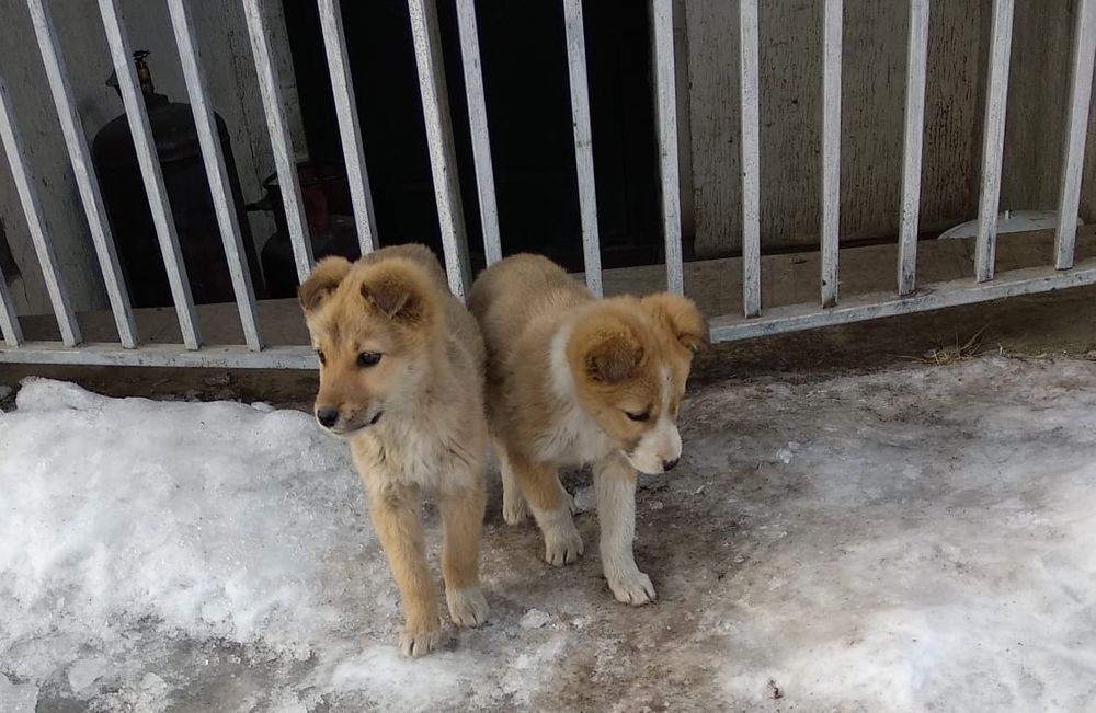 Щенки мальчик и девочка сторожа