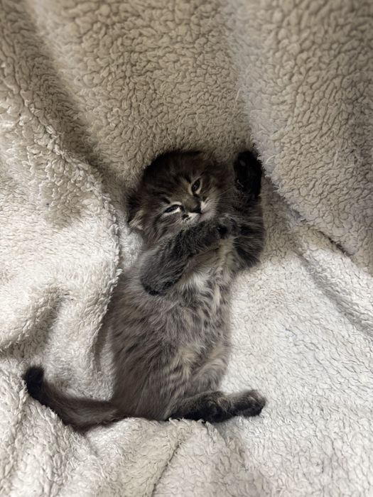 Котенок 4 месяцов