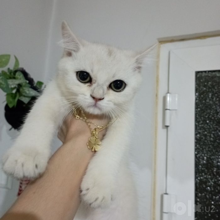 Serebristi shinshila