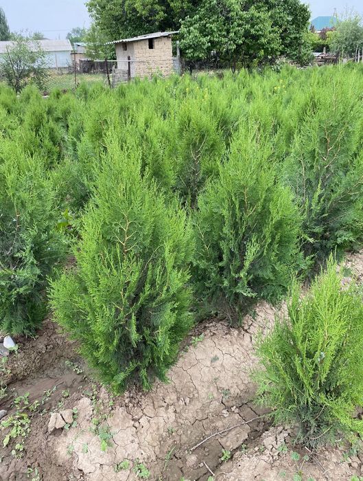 Көшеттің барлық түрі бар