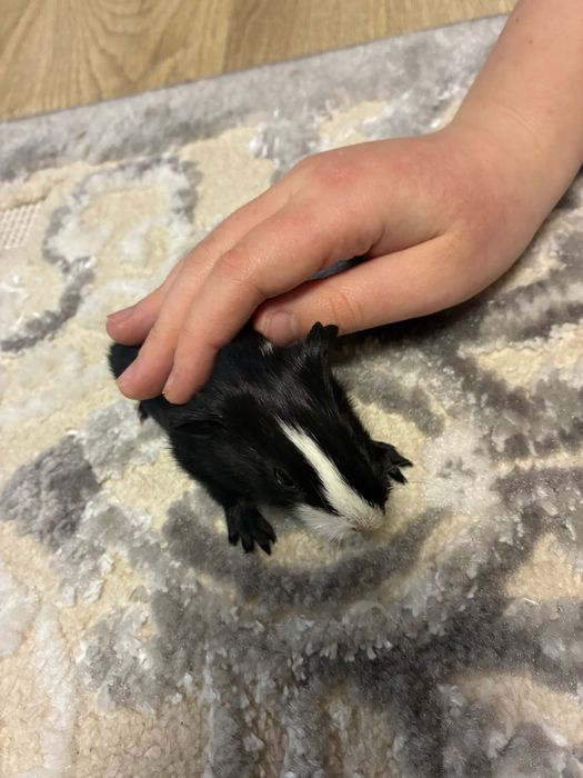 Donez porcușori de Guinea