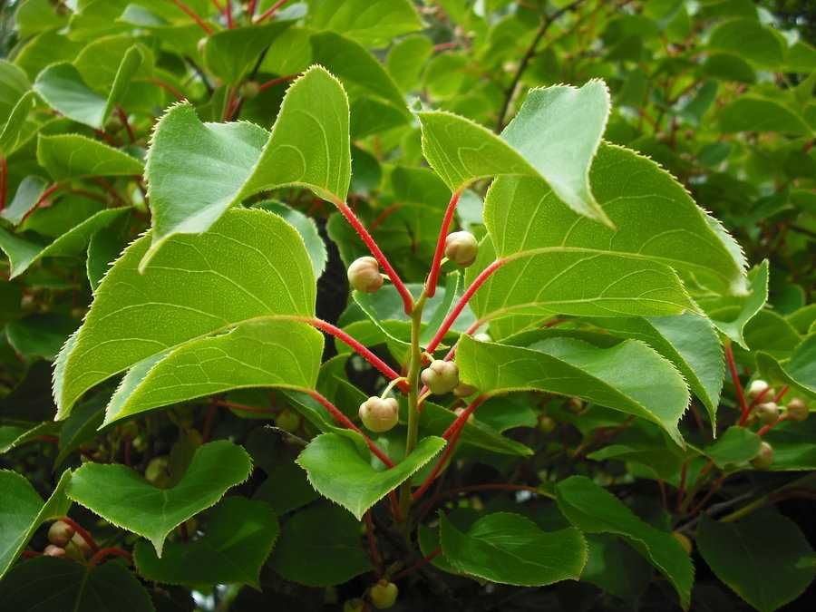 Киви Actinidia arguta Issai - МИНИ КИВИ