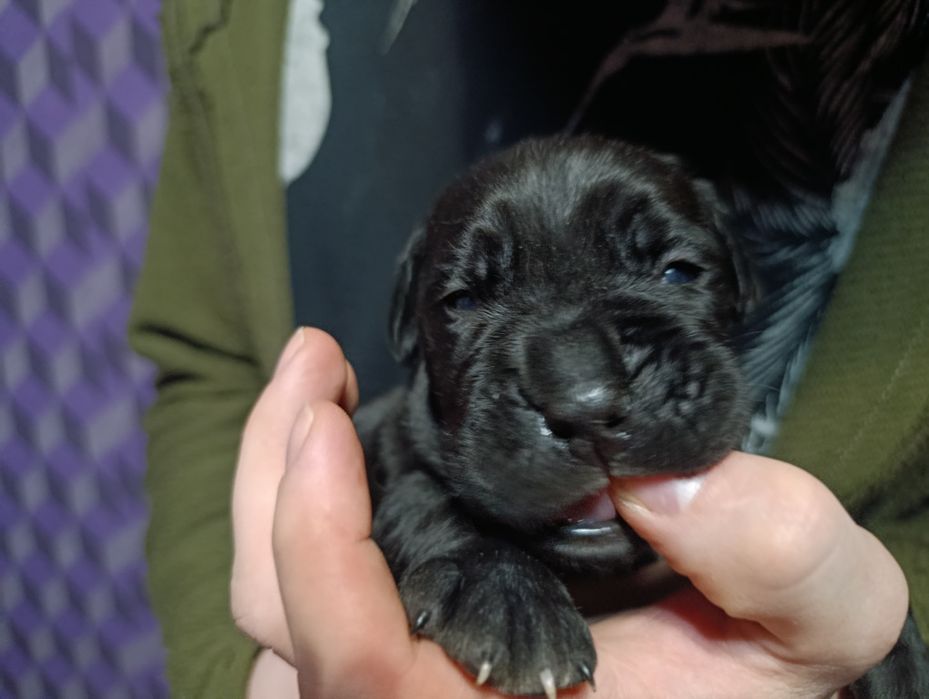 Кане корса продаем