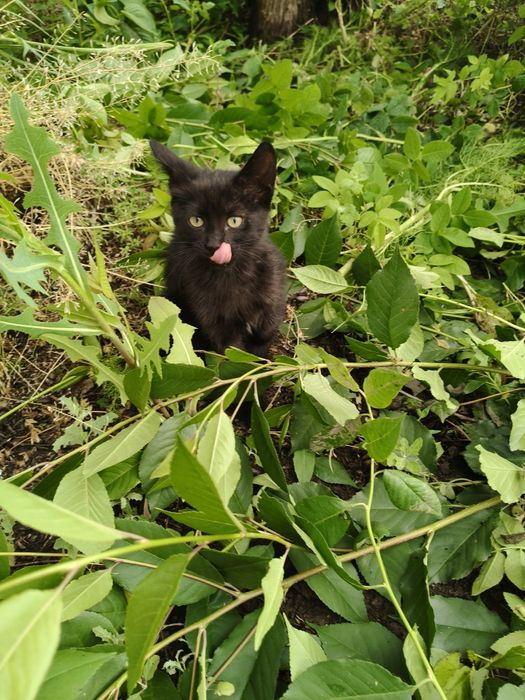 Отдам котенка  в добрые руки