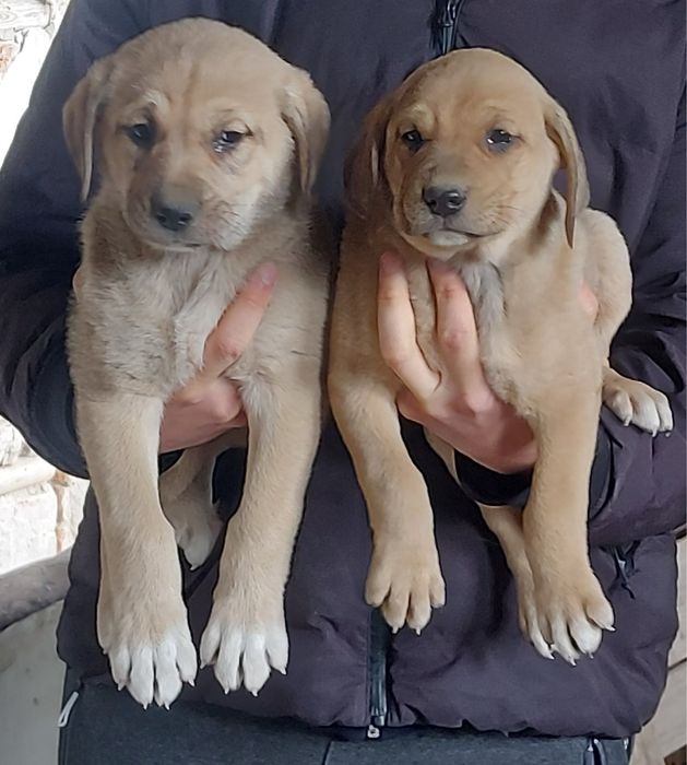 Кученца Кангал с Доставка