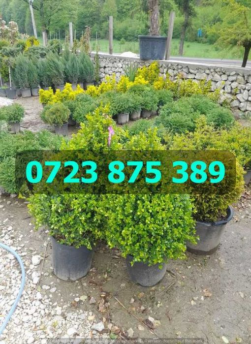 Plante de Calitate Superioară – Verificare la Livrare și Siguranță