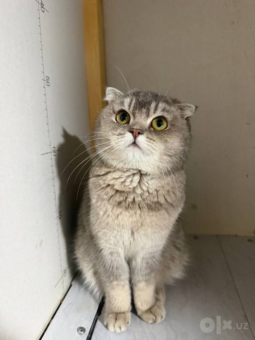 Продаётся очаровательная кошечка породы Scottish Fold.
