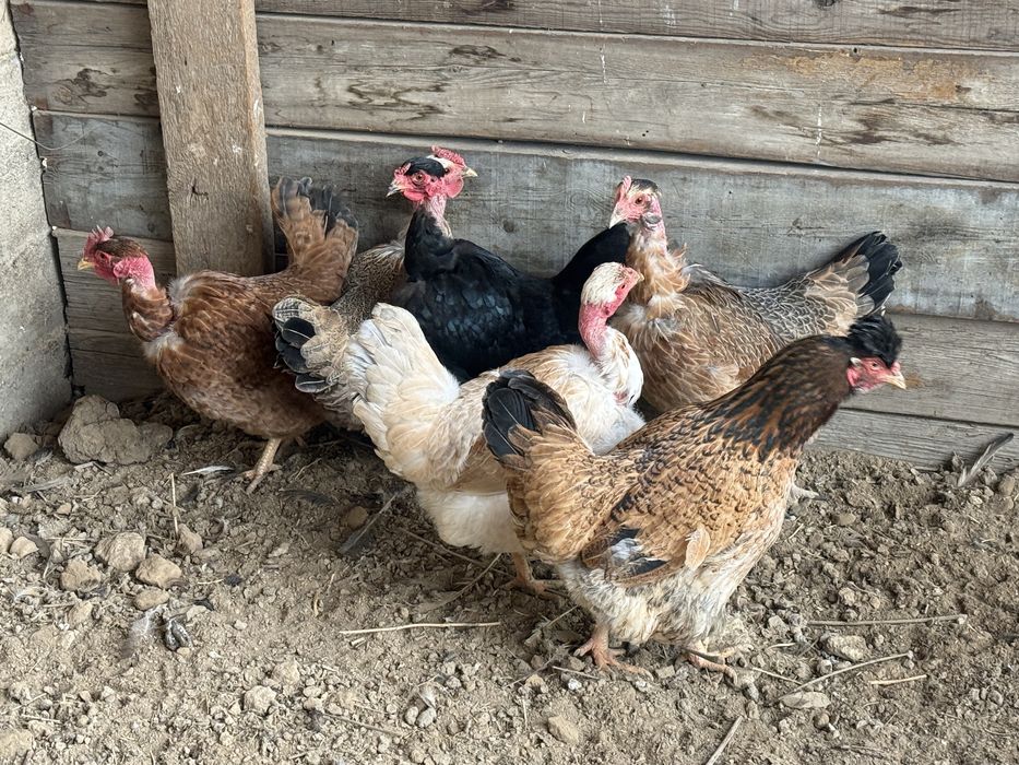 Куры домашние 8