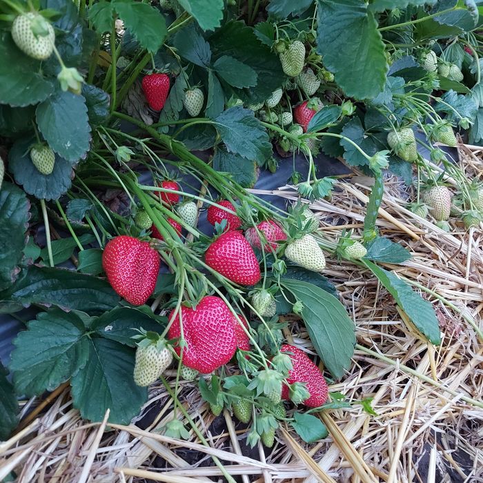 Ofer spre vânzare stoloni capsuni Albion ,Alba ,Asia și altele
