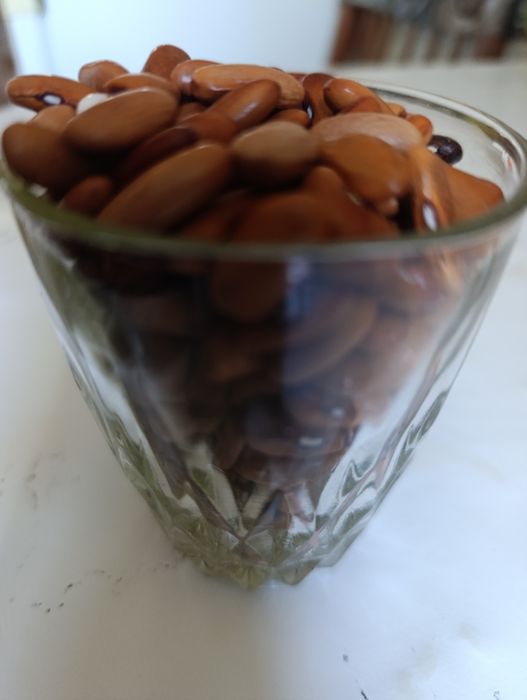 Продам дачную фасоль