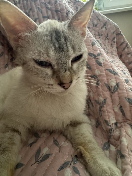 Котенок кошечка Тайская табби-поинт 3 мес