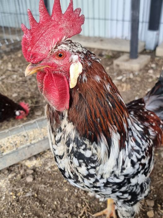 Oua incubat de gaina rasa italiana portelan