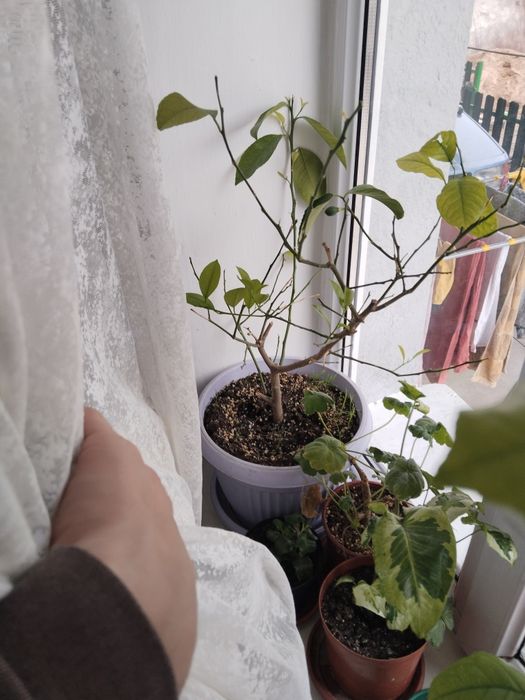 продаются растения