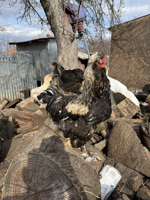 Vand gaini si cocosi motati incaltati barbosi golasi