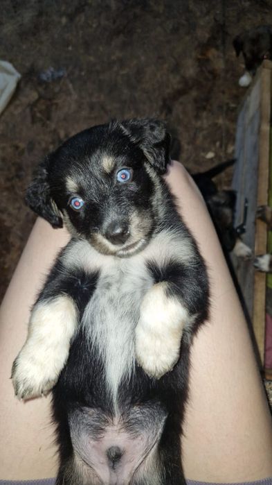 Щенки в добрые руки