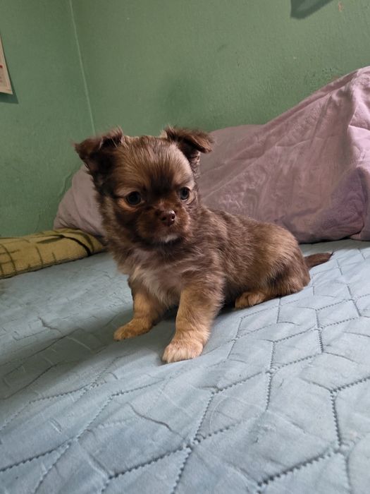 Чихуахуа момичета