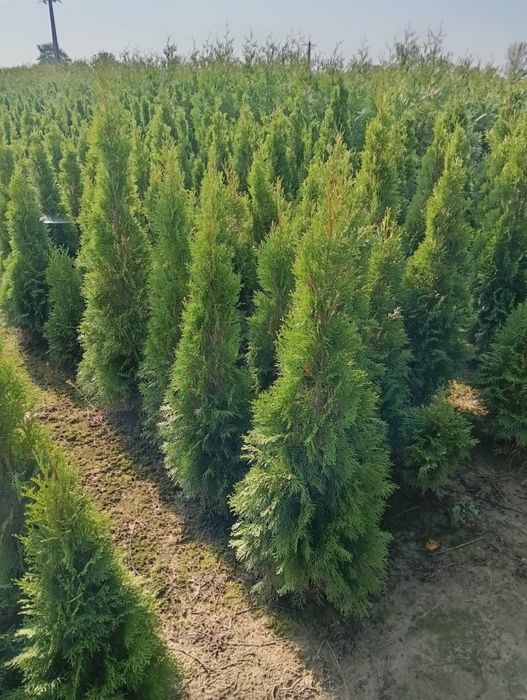 Tuia smaragd en gros