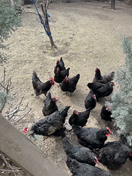 Кора шахзода товуклари сотилади