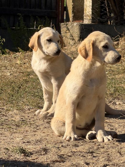 Adopție câini pui talie mare