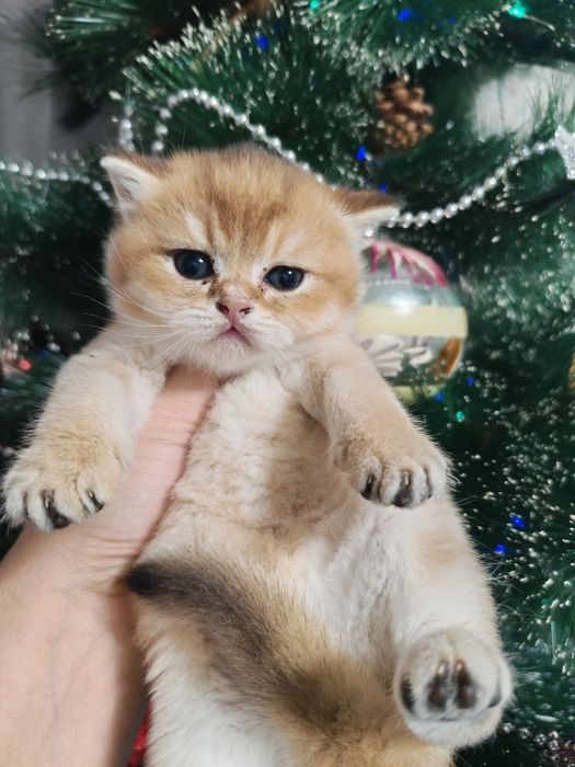 Котята шотландцы золотая шиншилла