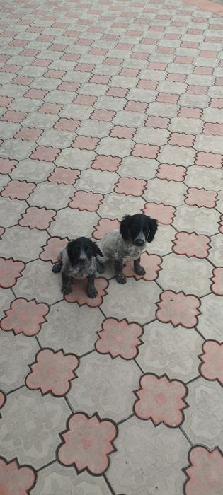 Спанель болалари сотилади