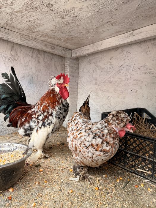Ouă: Sebright-Mii de Flori-Strumsky-Bantham-Cochinchina-Wiandotte
