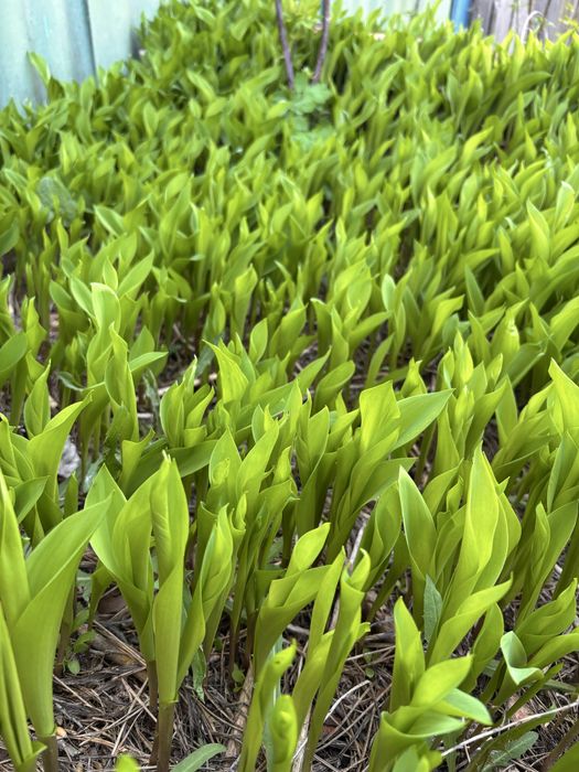 Ландыши на рассаду