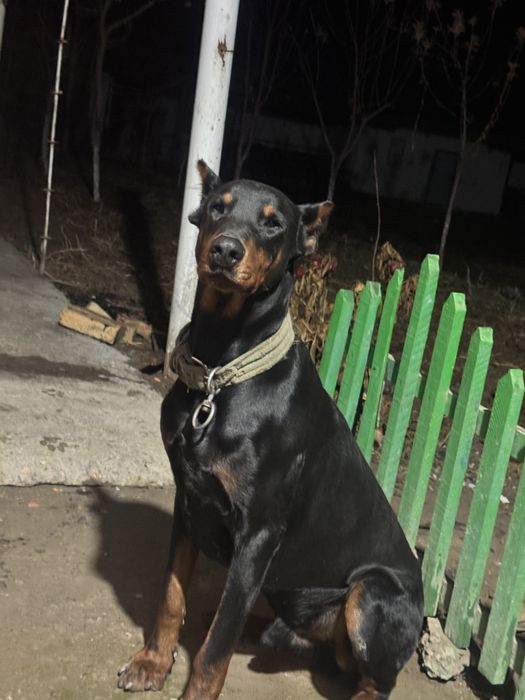 Доберман 1 жас енді толды таза қанды