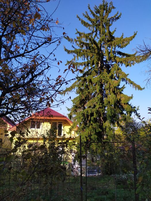 Vand lemn brad pe picior, aprox 15-20 m inaltime