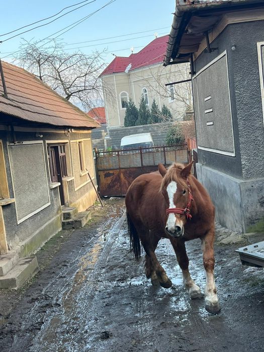 Vand manza de 3 ani foarte cuminte!