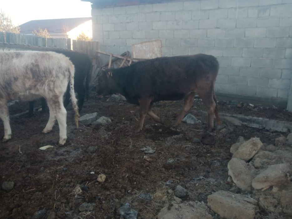 Бұқалар сатылады