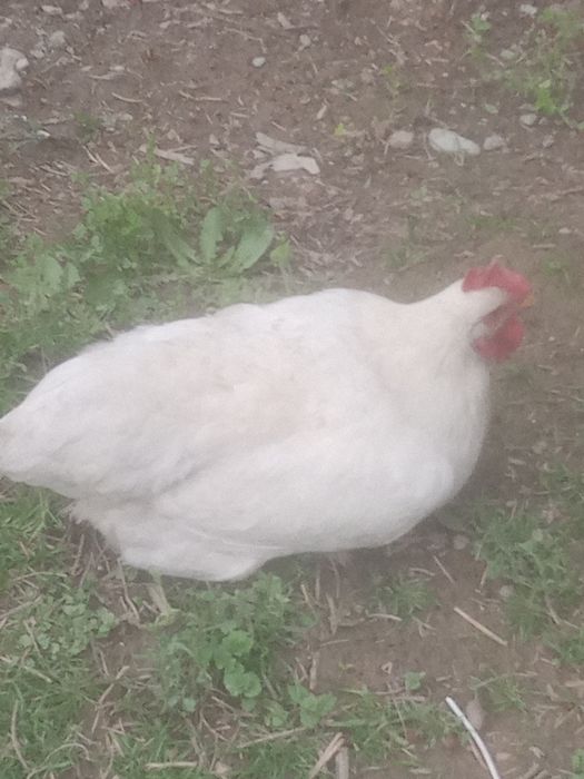 Katta brama tovuq tuxumlari