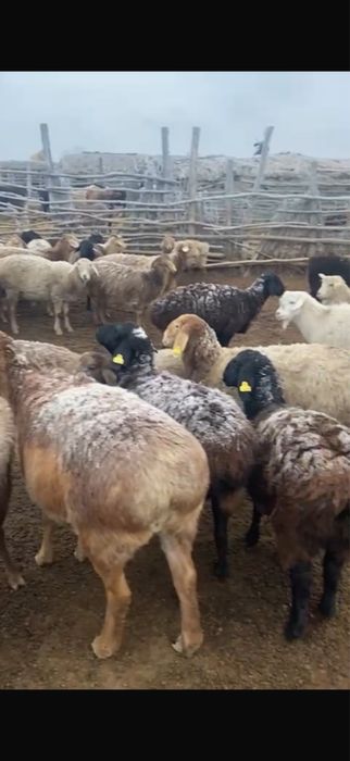 Продам баран оптом