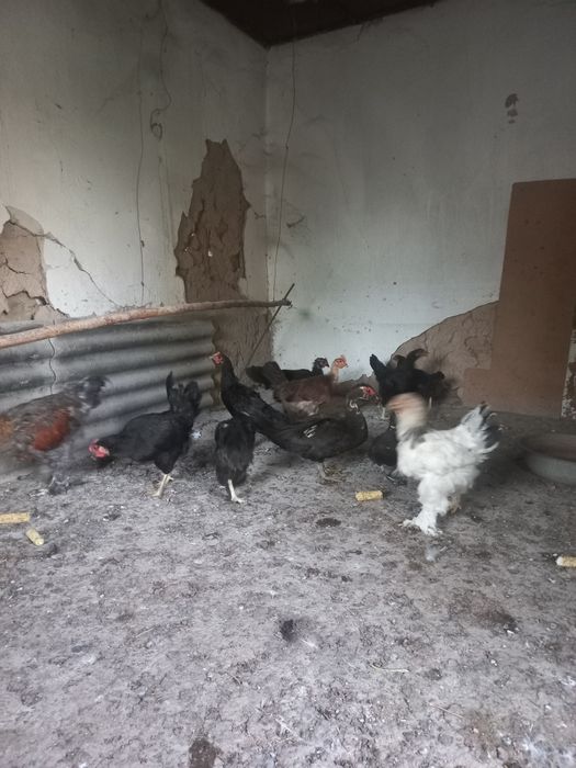 Парандалар сотилади