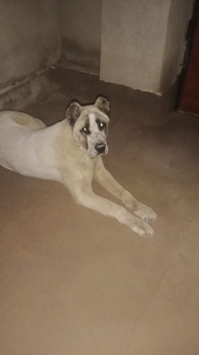 Алабай қабаған емес