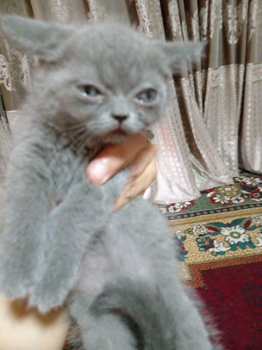 Британ мушукчалар сотилади