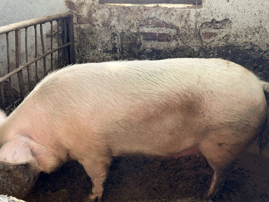 Женско прасе за празниците