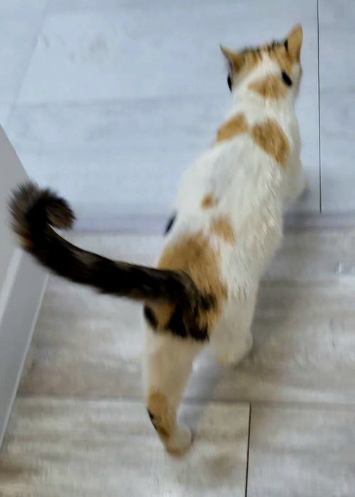 Котёнок девочка трёхцветная